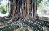 Is het hout van de Banyanboom bruikbaar?