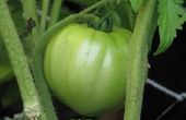 Welke grootte tomaat kooi heb ik nodig?