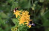 How to Get Rid van bijen rond het huis