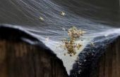 Bestrijdingsmiddelen die doodt Water Bugs & spinnen