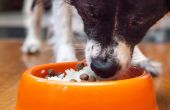 Het gebruik van gekookte rijst om te stoppen met diarree bij honden