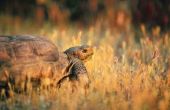 Hoe herken ik een vrouwelijke woestijn schildpad van een man