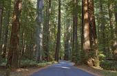 How to Plant and Grow een Sequoia zaailing