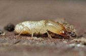 Hoe te behandelen een werf voor termieten