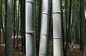 Hoe te kopen van bamboe bladen