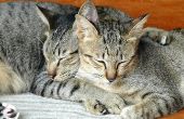 Kruiden Clay genezing voor katten