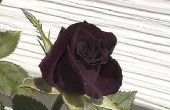 Hoe om te groeien van een Plant Rose zwart