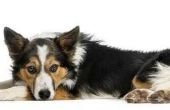 Bijwerkingen van Diazepam bij honden