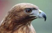 How to Get Rid van Red - Tailed Hawks