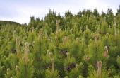 Soorten Pine struiken