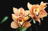 Welke kleuren komen Cymbidium orchideeën?
