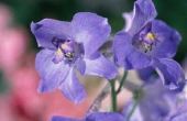 Hoe te identificeren paarse bloem onkruid
