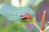 How to Get Rid van Bugs zonder chemicaliën