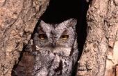Feiten over Screech Owl nesten