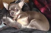 Hoe de zorg voor een haarloze speelgoed Chihuahua