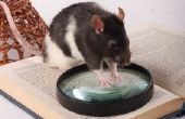 How to Get Rid van Rats zonder ze te doden