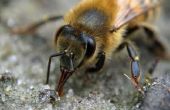 How to Get Rid van gravende bijen