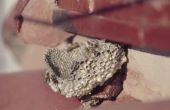 How to Deal met een wesp Nest