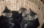 Hoe lang duurt het voor de eerste nestje Kittens om geboren te worden?