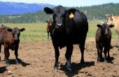 How to Run een succesvolle vee-bedrijf