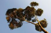 Een Eucalyptus boom is hetzelfde als een gom boom?