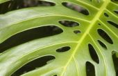 Kan ik mijn Split-blad Philodendron buiten planten?