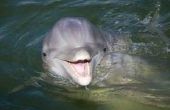 Plekken om te zwemmen met dolfijnen in Zuid-Carolina