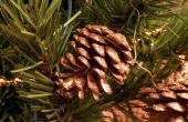 Zelfgemaakte Pine Cone Potpourri