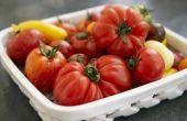Onbepaalde tomatenrassen
