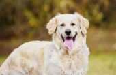 Top 10 slimste hondenrassen