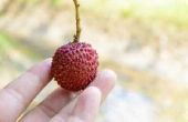 How to Grow Lychees uit zaad