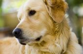 Koude lasertherapie voor honden