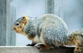 Houden van eekhoorns uit vogelvoeders