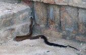 Hoe kan ik ontdoen van zwarte slangen & Copperheads in en rond mijn huis?