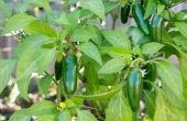 How to Grow Jalapeno pepers