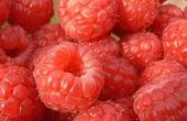 Raspberry allergieën