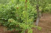 How to Protect fruitbomen van Freeze