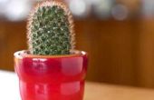 How to Get Rid van Cactus schimmel