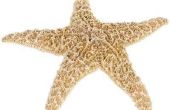 Wanneer om Starfish op het strand?