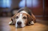 Symptomen van lage glucoseniveaus bij honden