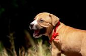 Tekenen & symptomen van longontsteking in Puppies