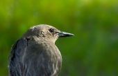 Hoe te voeden van de Baby Starling vogels