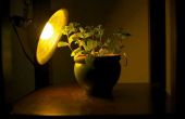 Goedkope manier om het maken van een licht groeien voor kamerplanten