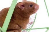 Hoe te stoppen met een Hamster van kauwen zijn kunststof kooi
