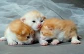 Wat doet het betekent wanneer oudere kat likt nieuwe Kitten?