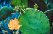 Chemische stoffen om te doden van de Cactus