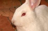 Gezwollen ogen in een konijn