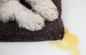 How to Get gedroogd hond Urine uit het tapijt