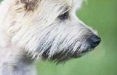 Hoe te voeden Cairn Terriers