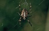 Gemeenschappelijke spinnen in het Verenigd Koninkrijk